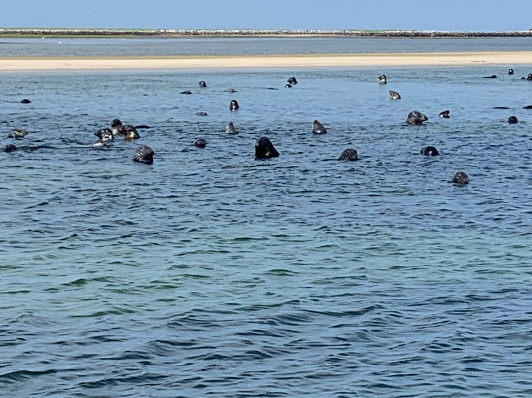 Provincetown Seal Tours-普罗温斯敦必去景点