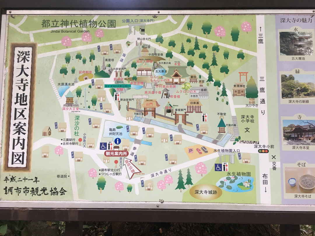 Jindai Botanical Park景点图片