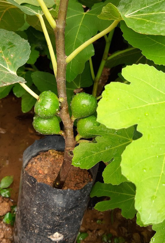 Fig Malaysia-武吉丁宜高原必去景点