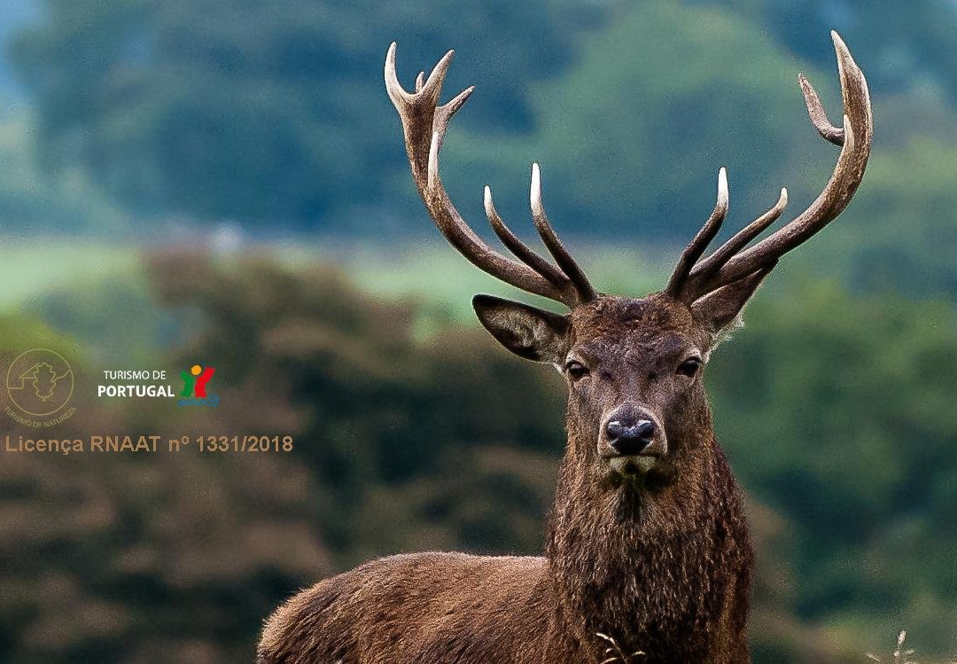 Veado Verde / Green Deer景点图片