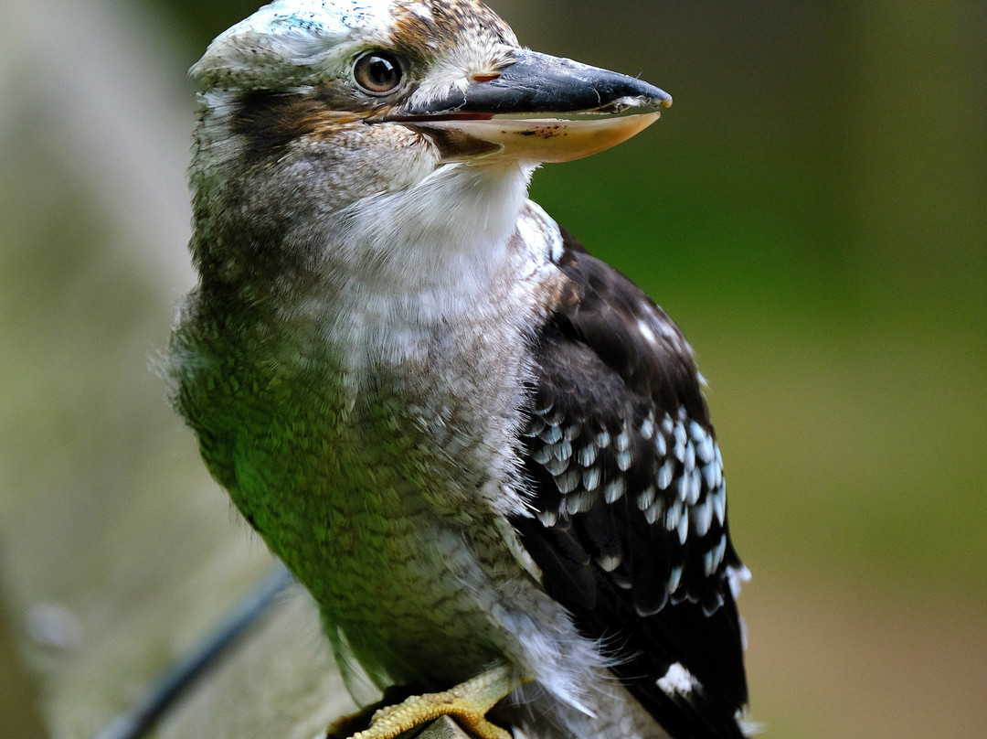 Bridlington Animal Park景点图片