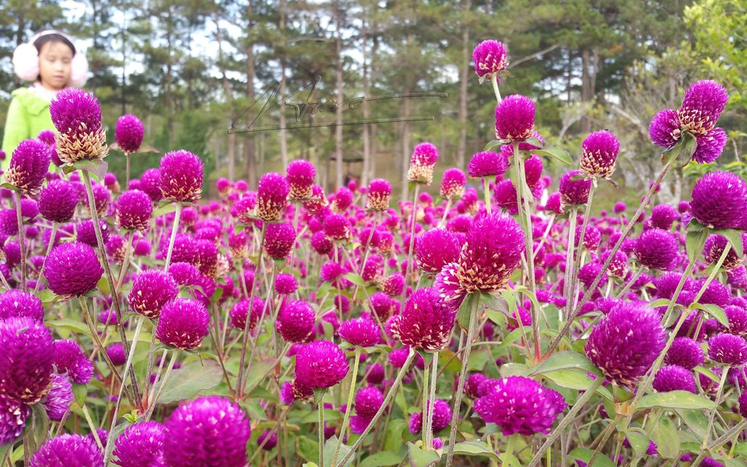 Golden Valley-大勒必去景点