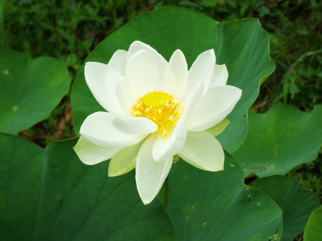 Nakai Hasuike no Sato-中井町必去景点