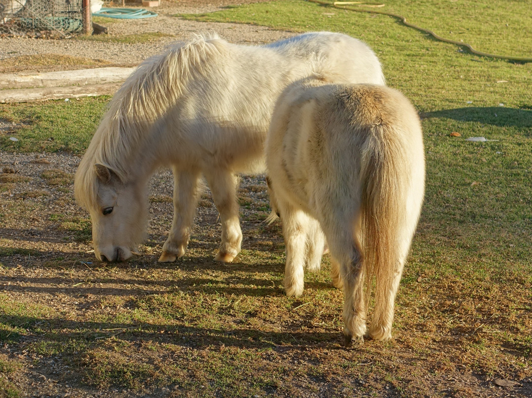 Mudgee's Getaway Cottages主图