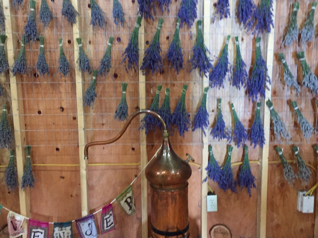 Purple mountain lavender-Lakeside必去景点