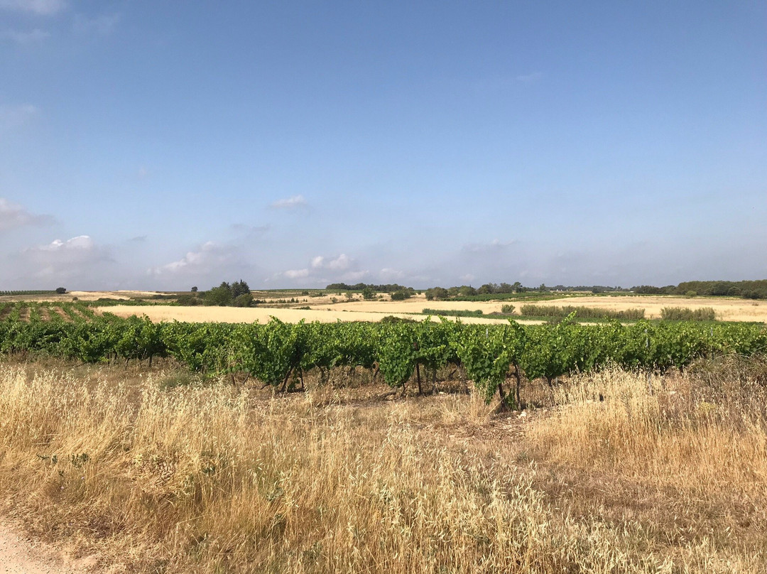 Vignovins景点图片