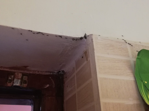 DNC Shevaroys Resorts & Spa主图