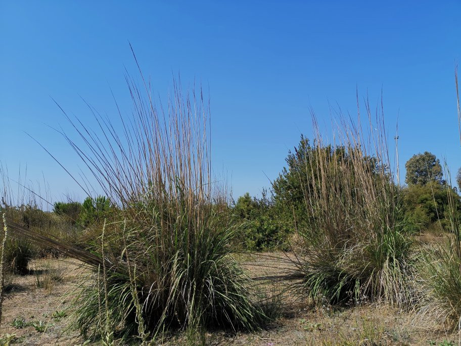 Jardin Botanico Dunas del Odiel景点图片