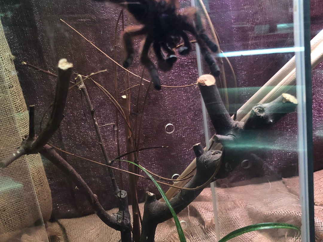 Kashihara City Museum of Insects-橿原市必去景点