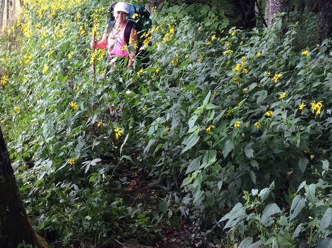 Hemphill Bald Trail-大雾山国家公园必去景点