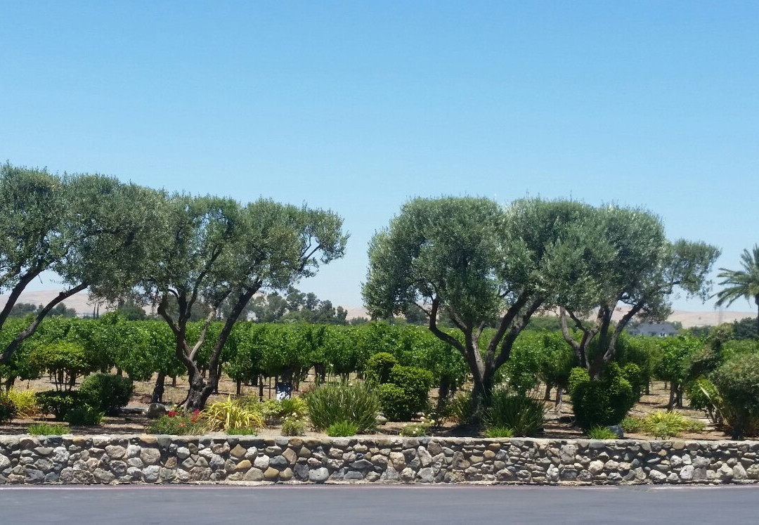 Concannon Vineyard-利佛摩必去景点