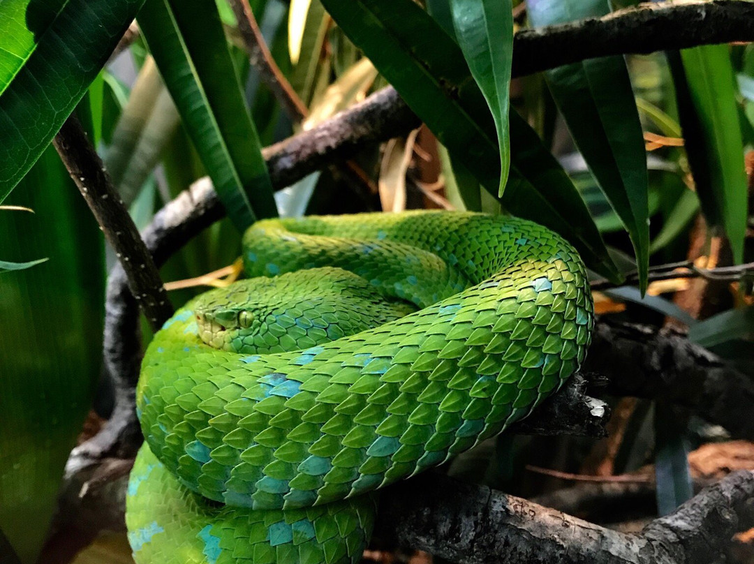 San Antonio Zoo景点图片