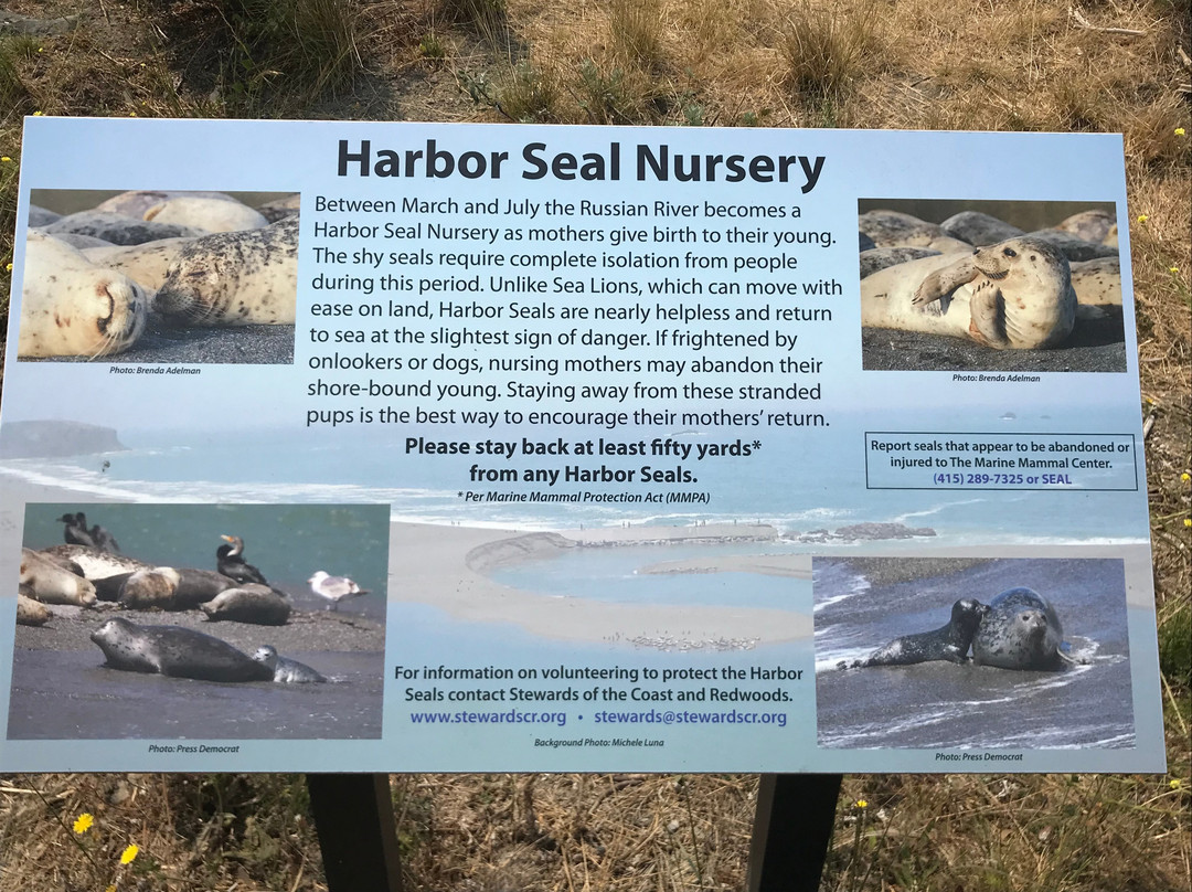 Harbor Seal Nursery景点图片