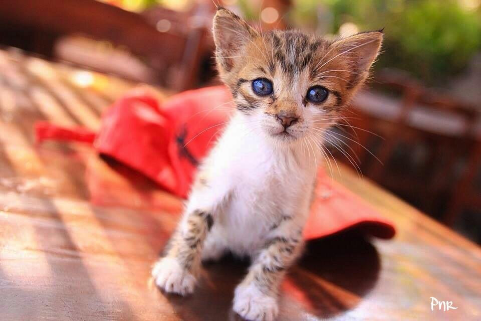 Mediteran Travel-卡尔坎必去景点