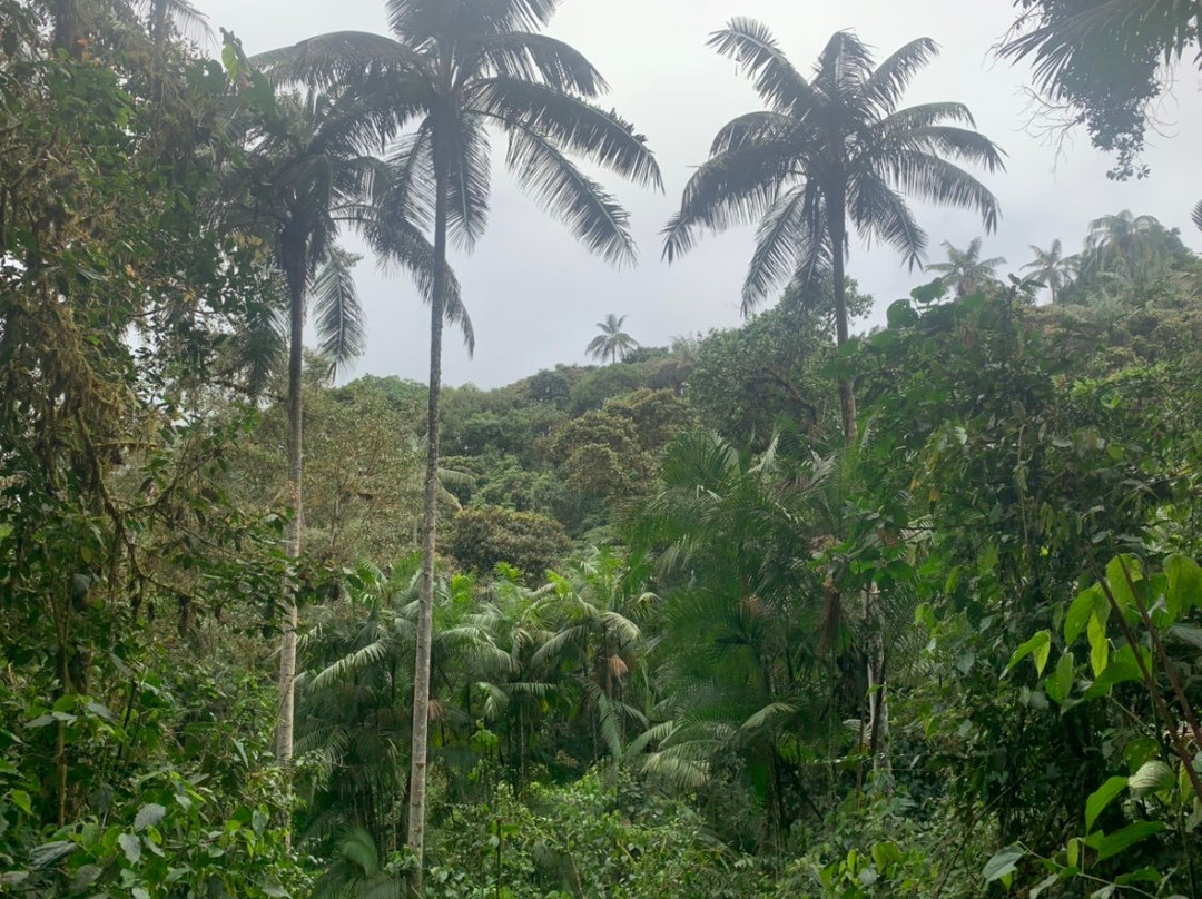 Tucanopy-Nanegalito必去景点