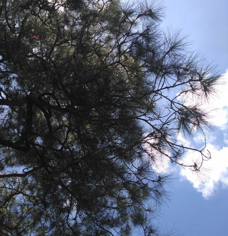 Bukit Kubu Hotel主图