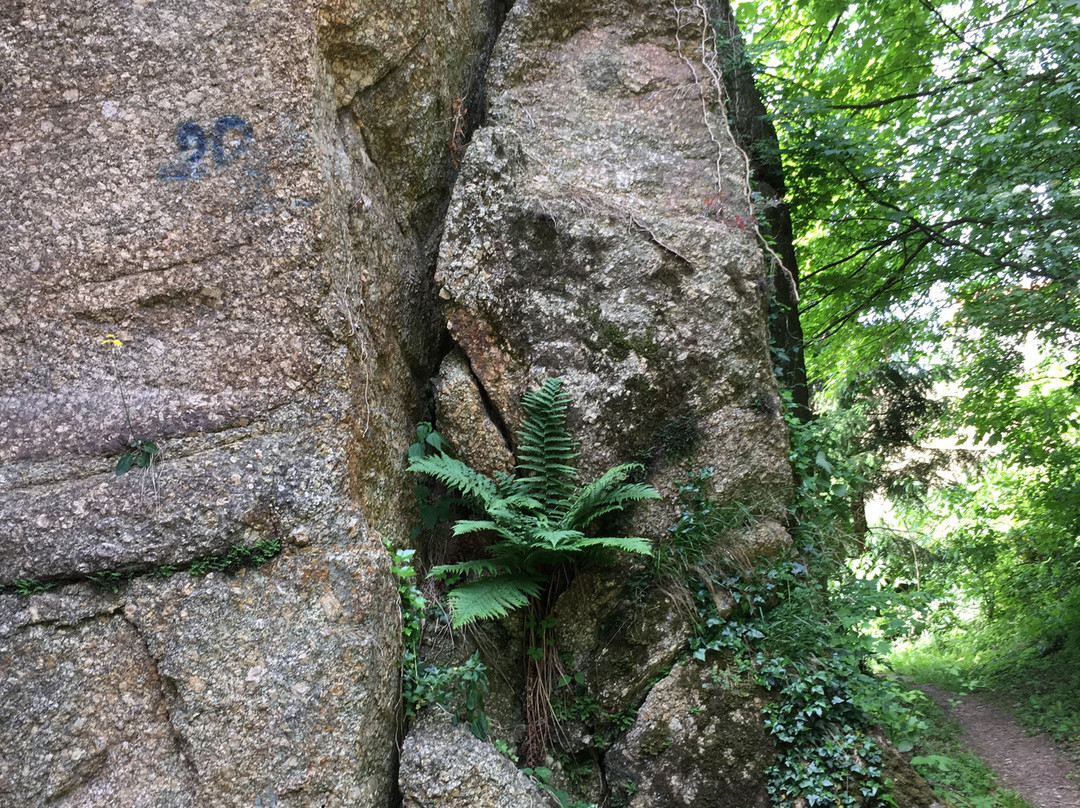 Burgruine Windhaag景点图片