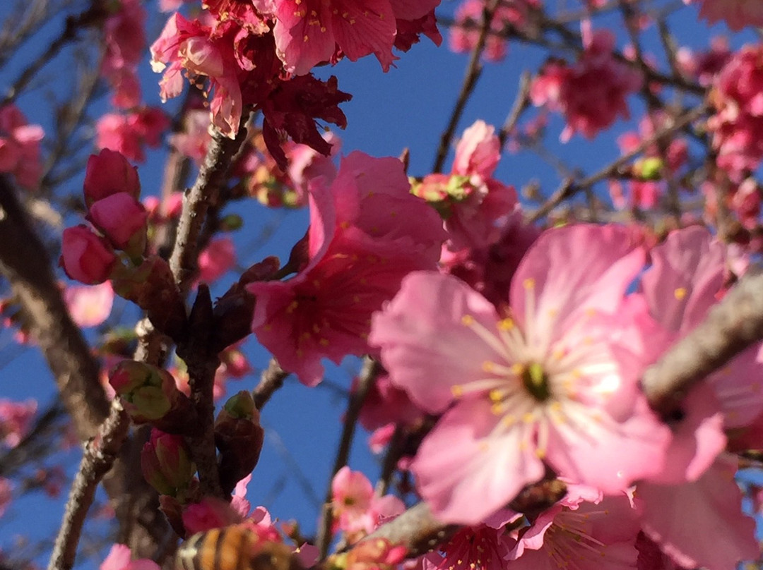 Praça Roque Torce Filho-因达亚图巴必去景点