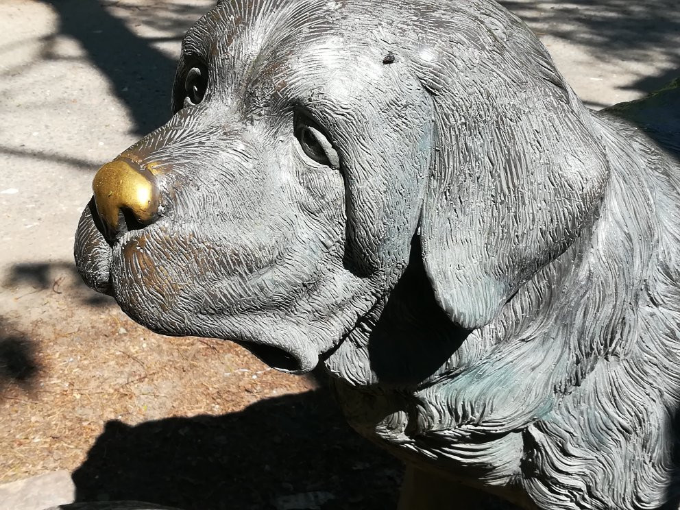 St. Bernard Dog Statue-泽列诺戈尔斯克必去景点
