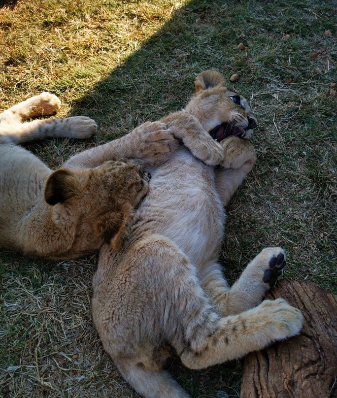 Rustenzicht Lodge and Wedding Venue主图