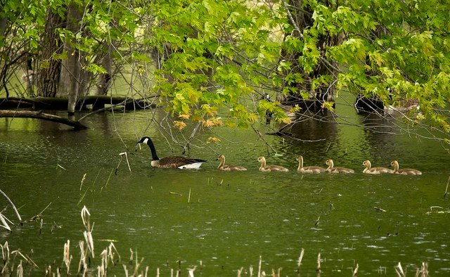 Shelburne Bay Park-谢尔本必去景点