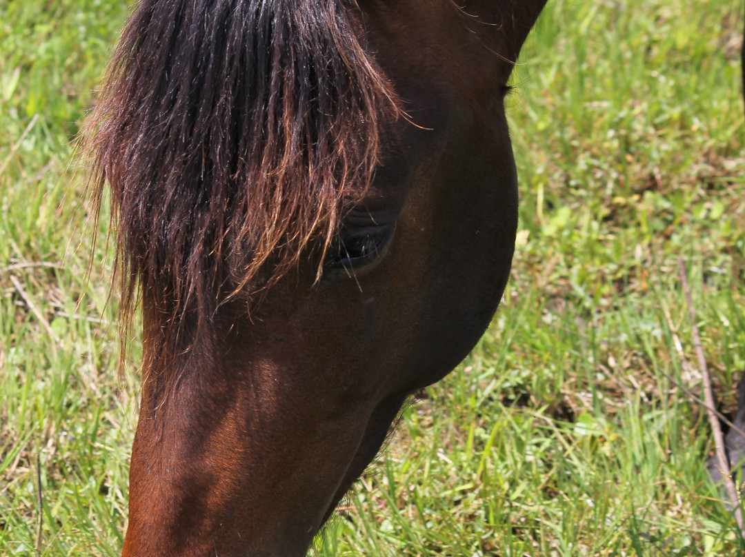 Wild Horse Rescue Center-Webster必去景点