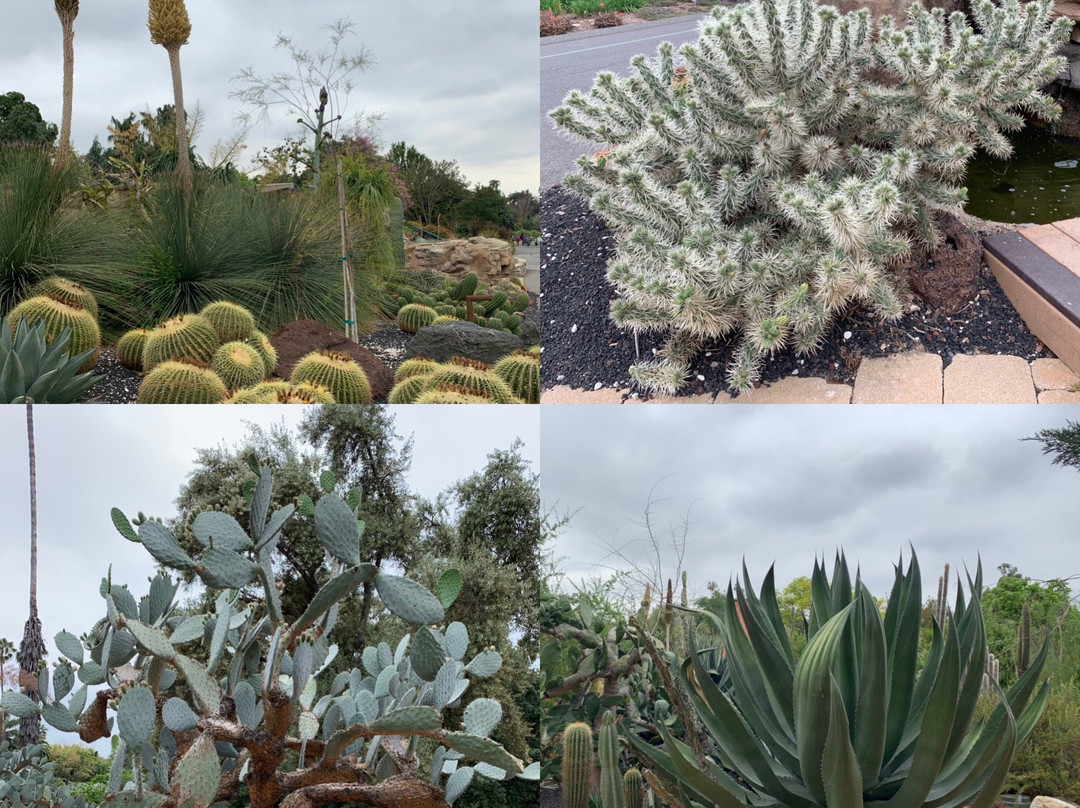 Historic Los Angeles Arboretum Tour景点图片