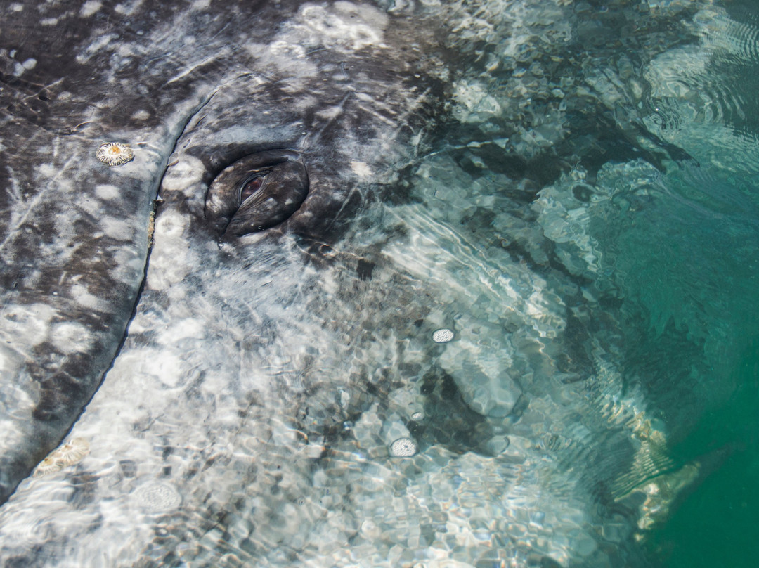 Desert Inn San Ignacio主图