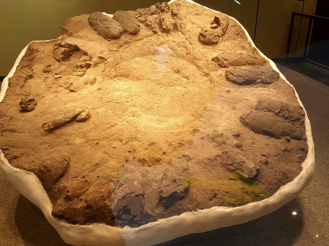 Mokpo Natural History Museum-木浦市必去景点