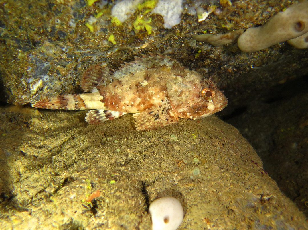 Bura Bora diving center-Liznjan必去景点