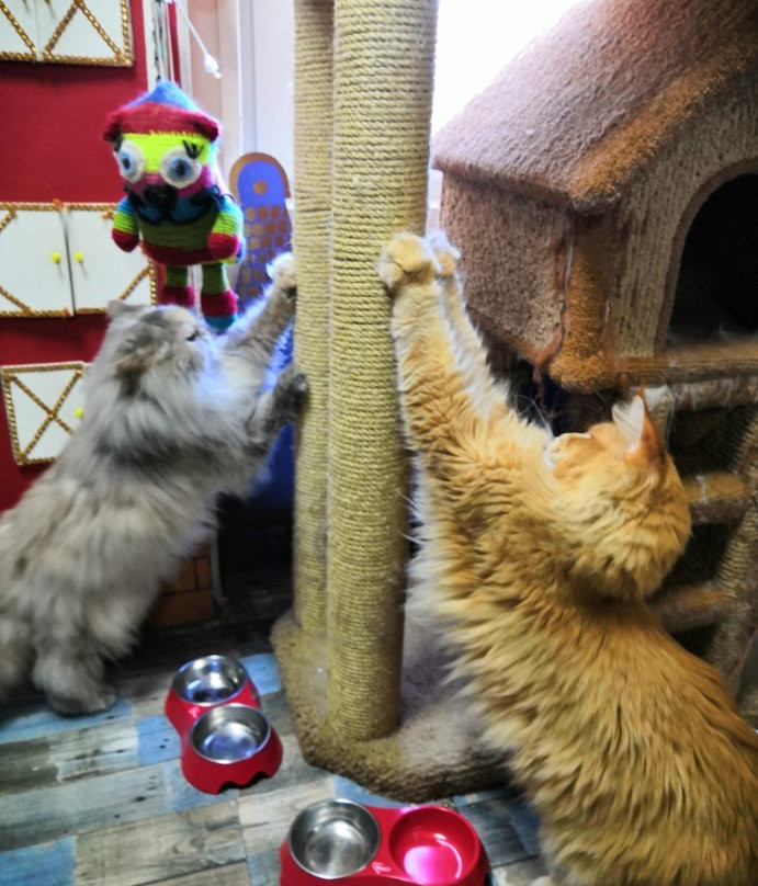 The Cat Museum景点图片