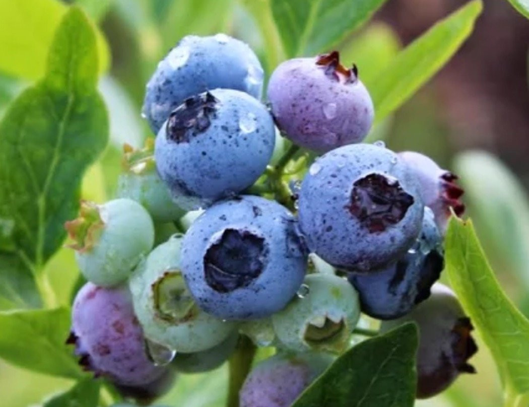 King Grove Organic Farm-Eustis必去景点