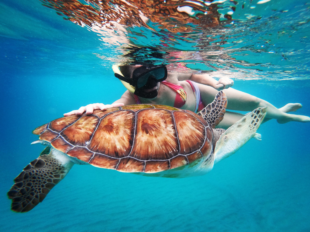 Barbados Snorkeling Tours by Hayden Browne-Holetown必去景点
