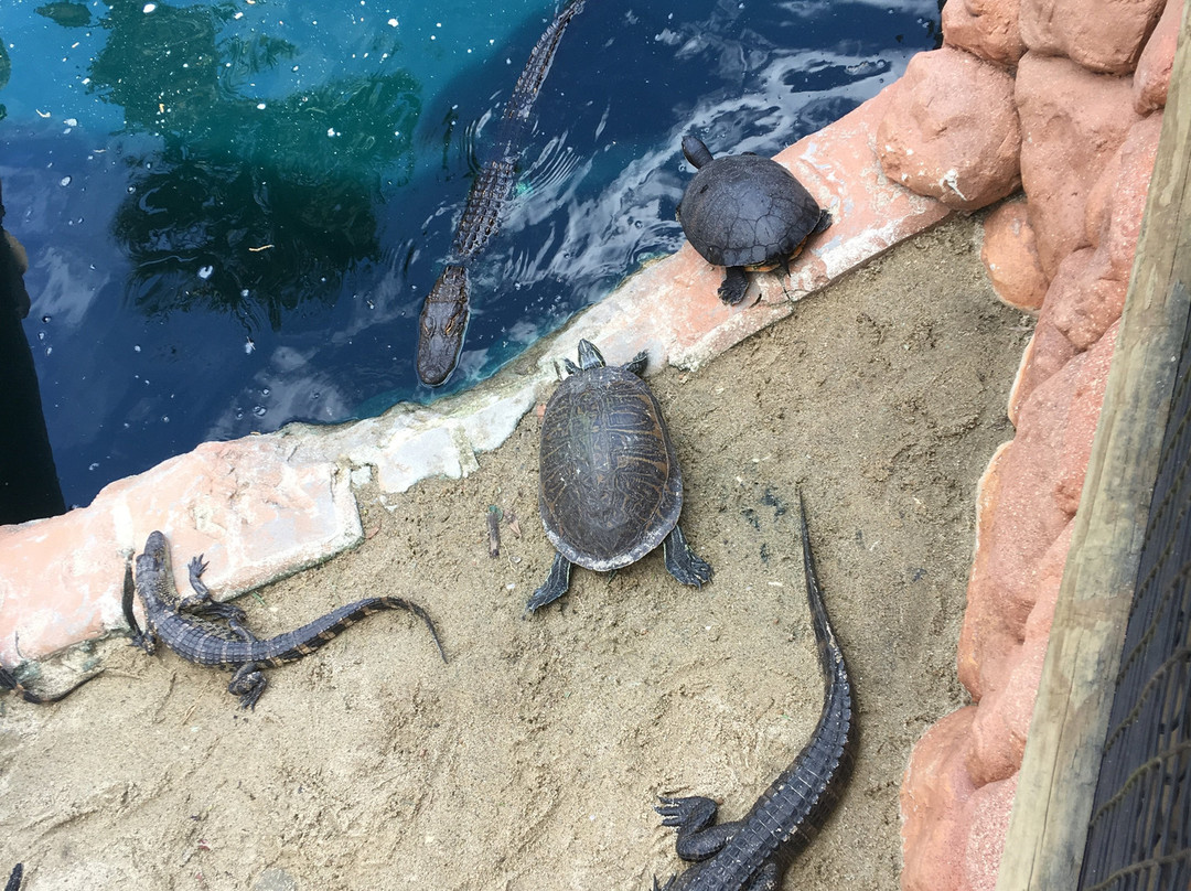 Congo River Mini Golf-霍夫曼庄园必去景点