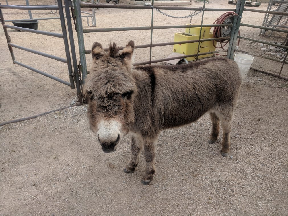 Forever Home Donkey Rescue-Benson必去景点