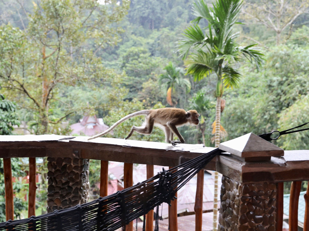 Hotel Orangutan主图