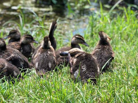 Petrovskoye旅游攻略图片