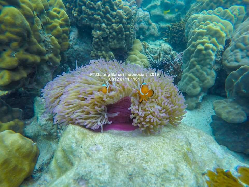 Batam Wisata-Batu Aji必去景点