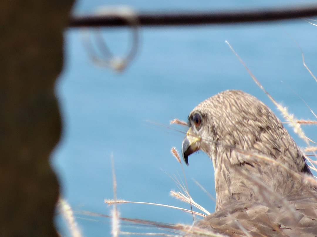 Blooming Bay - Clifftop Beach Resort主图