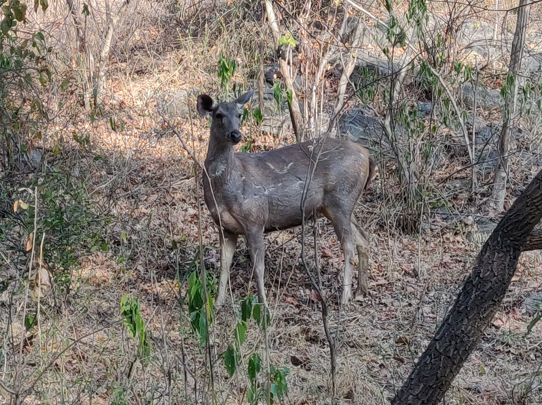 Kumbhalgarh Wildlife Sanctuary-乌代布尔必去景点
