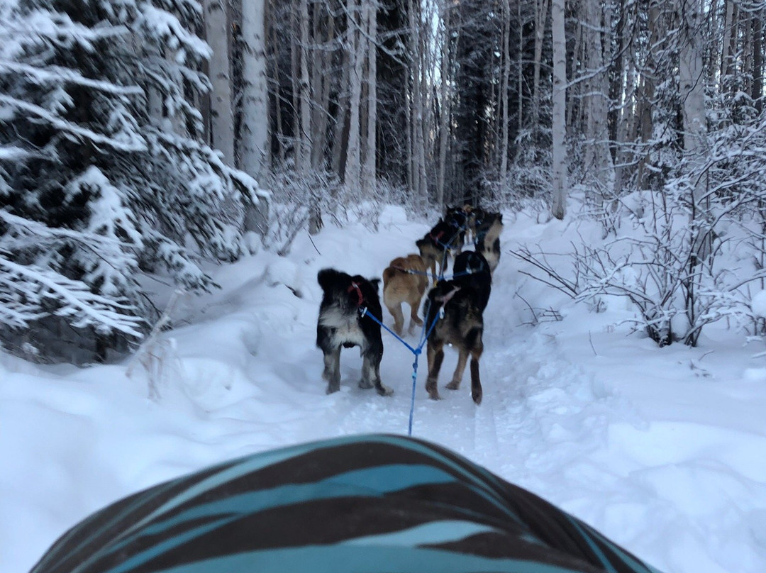 YoopAK Kennel and Tours-Nenana必去景点