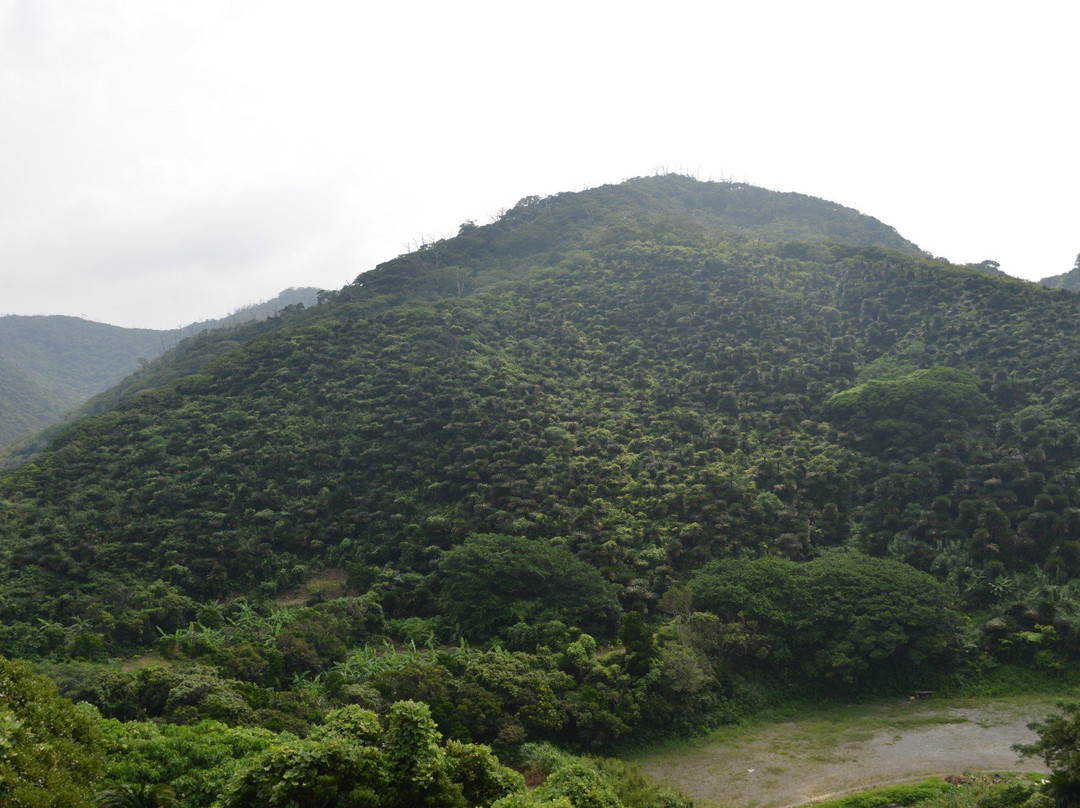 Natural Habitat of Musa Basjoo and Sago Palm-龙乡町必去景点