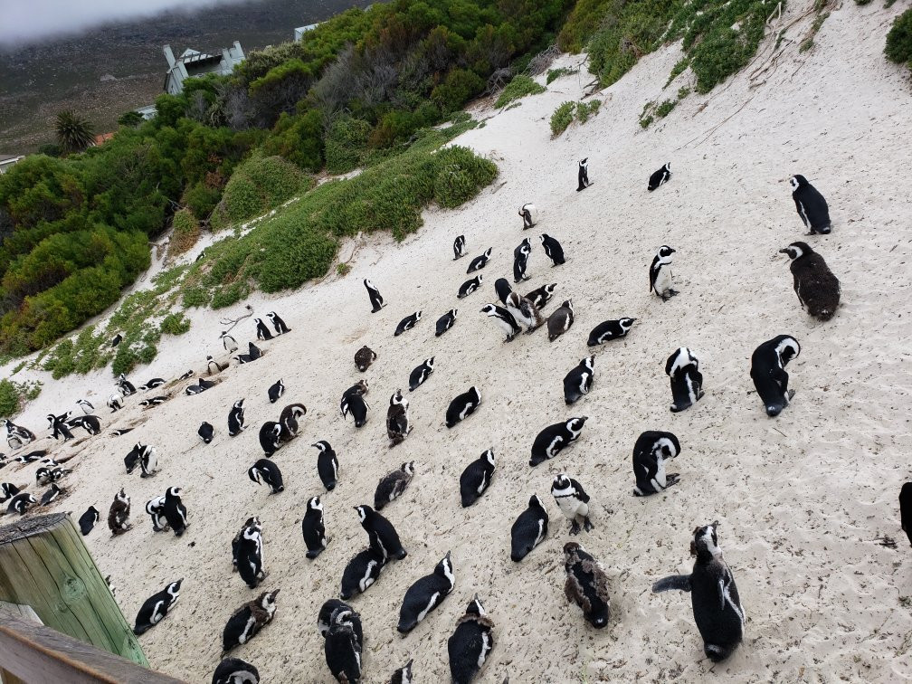 Boulders Beach Penguin Colony景点图片
