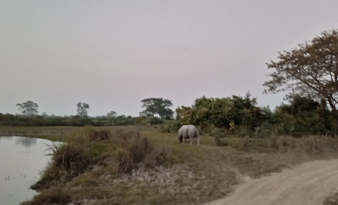 Kaziranga National Park景点图片