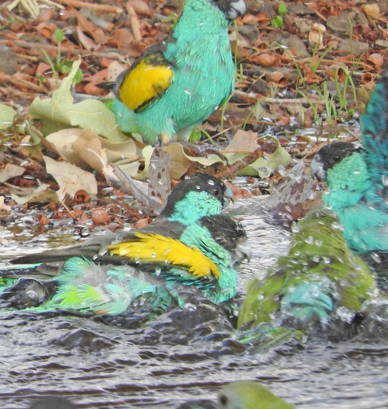 Experience the Wild-达尔文市必去景点