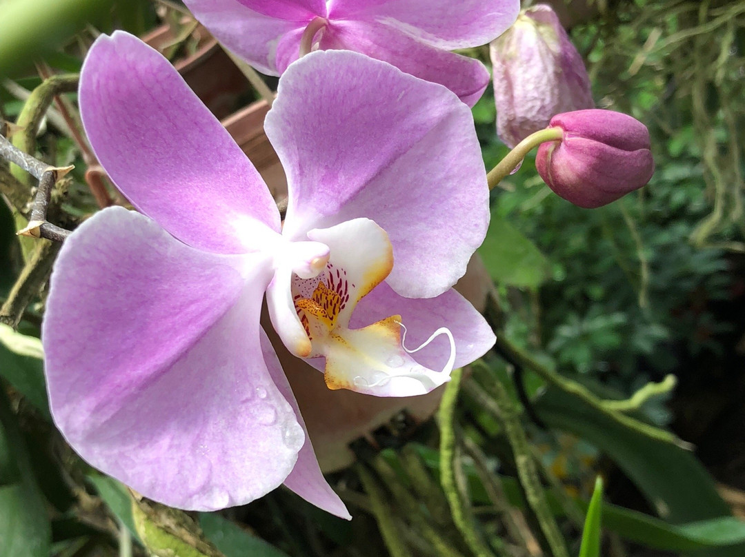 Jenny's Orchid Garden景点图片
