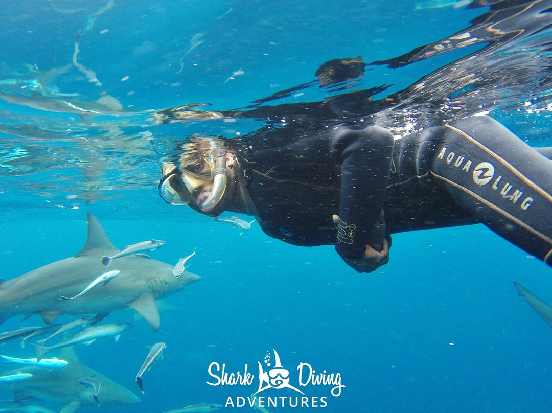 Shark Diving Adventures景点图片