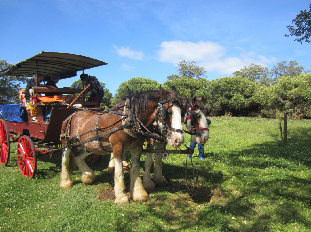Culla & Co Horse & Carriage Tour景点图片