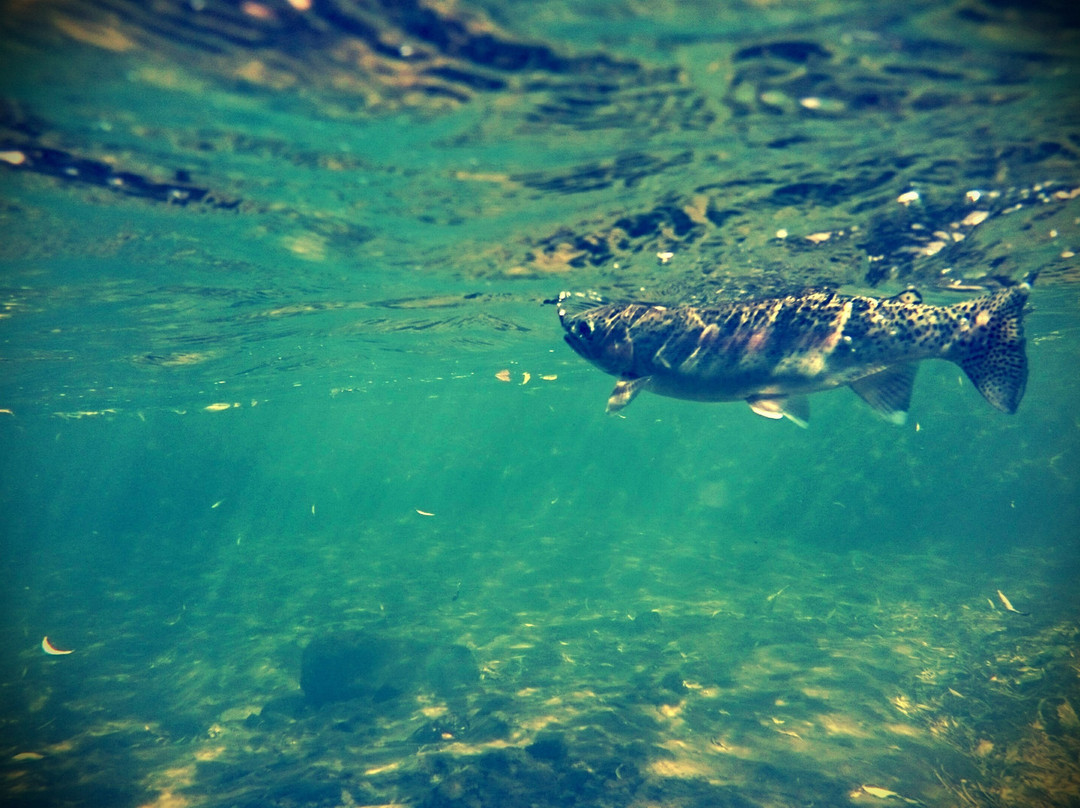 Marion Island酒店住宿-Walkerbouts Inn - Rhodes