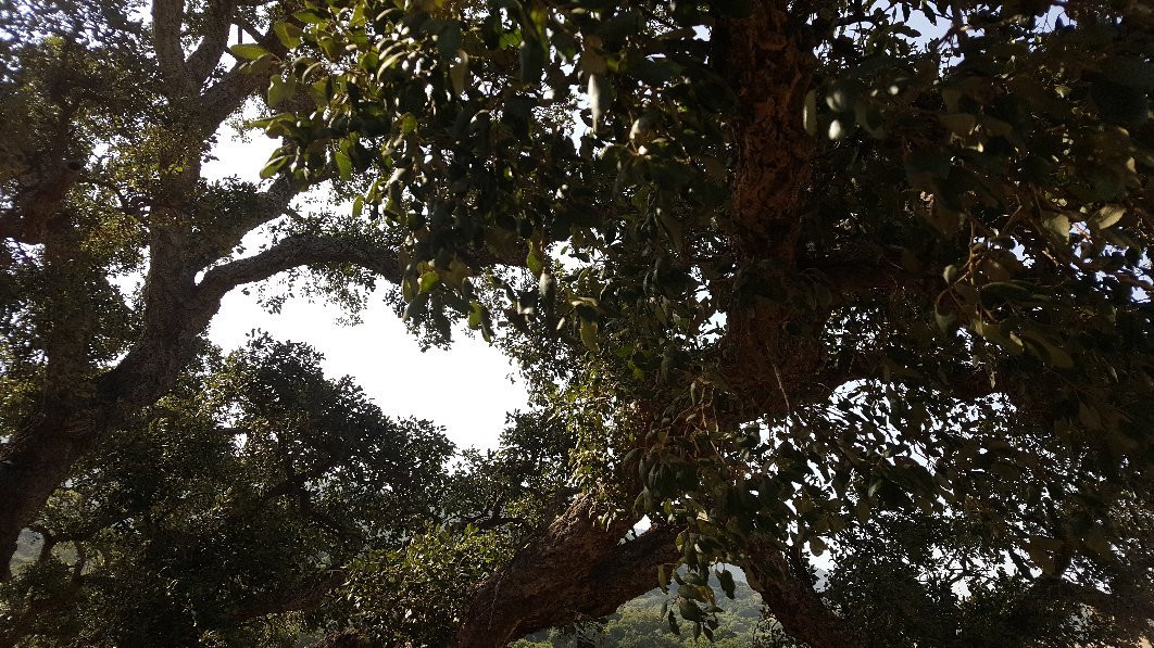 Sendero La Garganta del Capitan景点图片